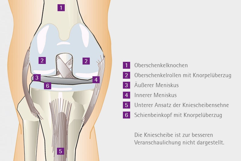 Aufbau des Kniegelenkes