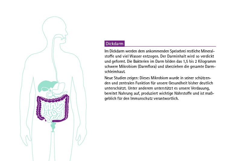 Infografik KDS Verdauungstrakt: Dickdarm