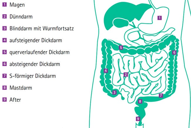 Infografik über den Magen- und Darmtrakt. Oben befindet sich der Magen, der in den Dünndarm und abschließend in den Dickdarm führt.