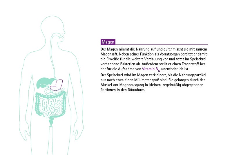 Infografik KDS Verdauungstrakt: Magen