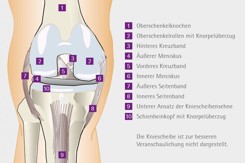 Aufbau des Kniegelenkes